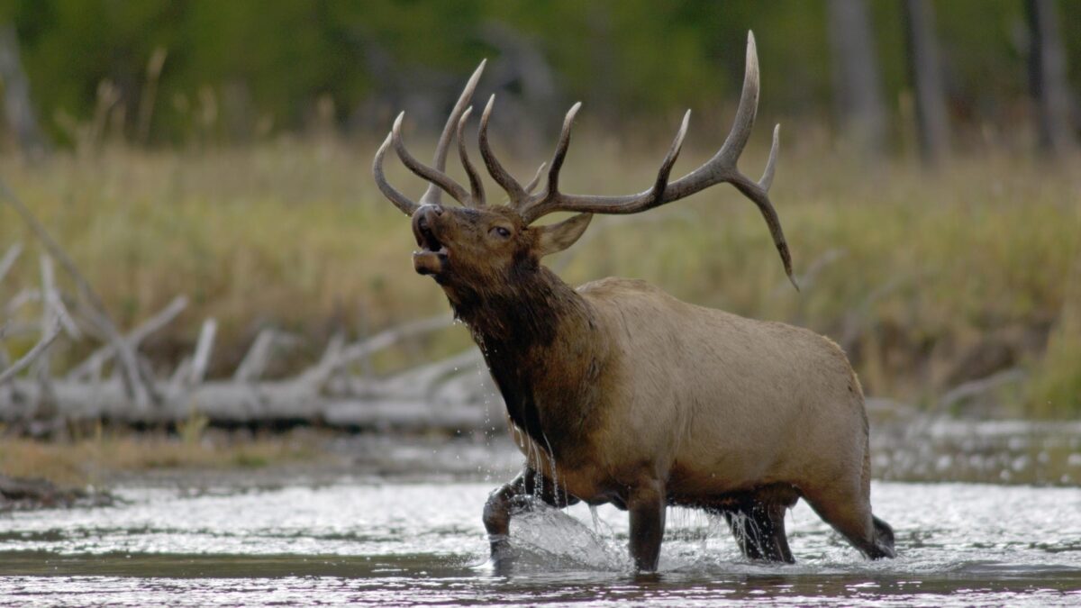 Bull Elk Running Through River and Bugling