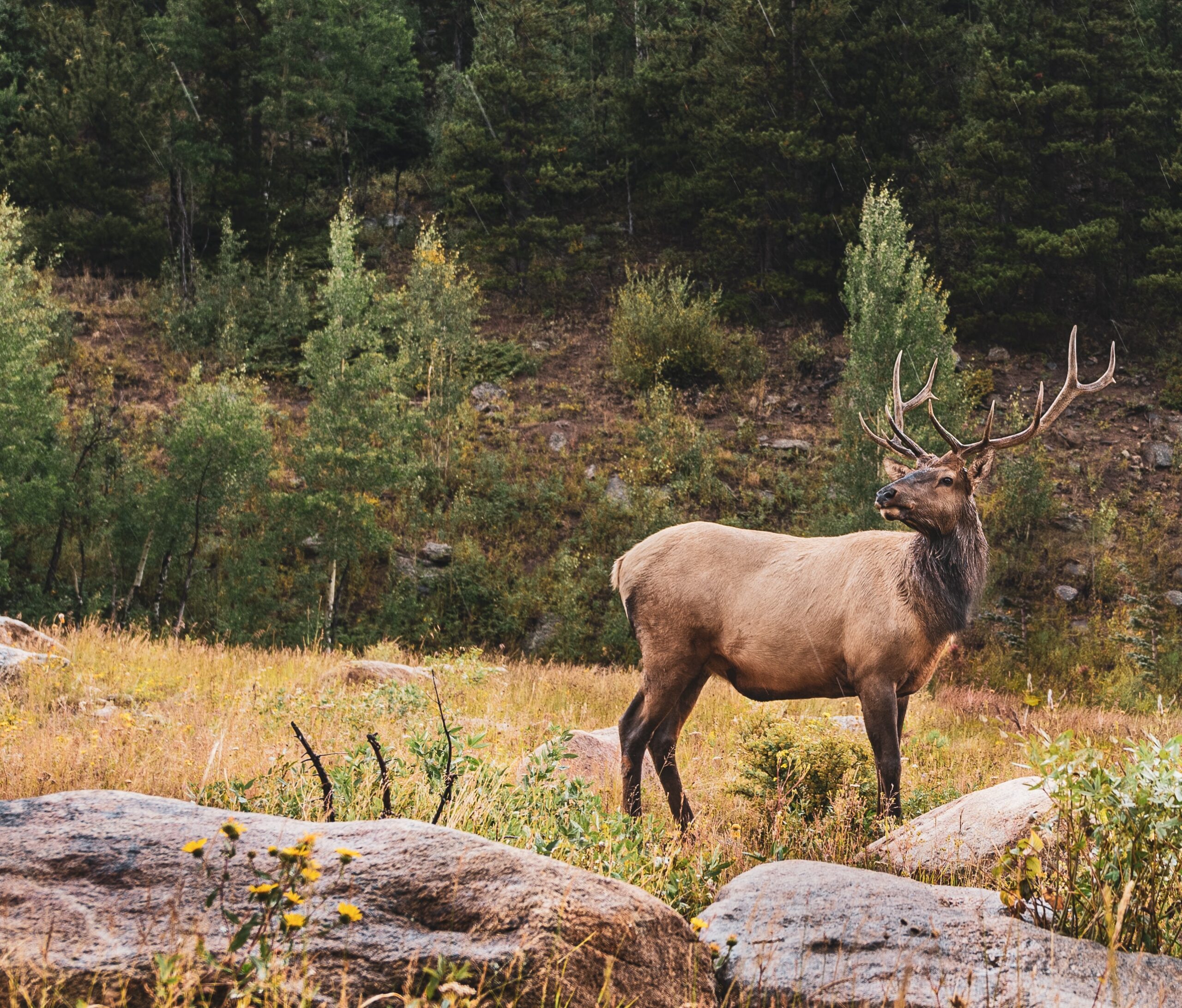 Oregon Elk Hunter Harvest Data Viz Wild