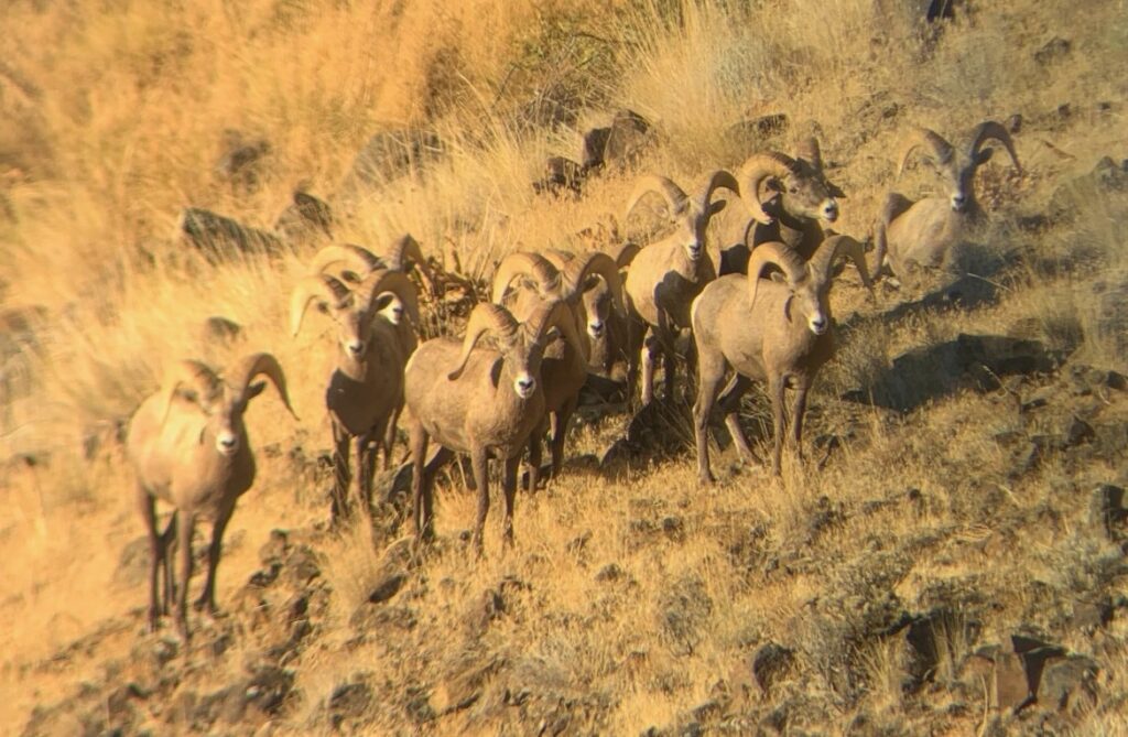 Oregon Bighorn Sheep Hunter Harvest Data - Viz Wild